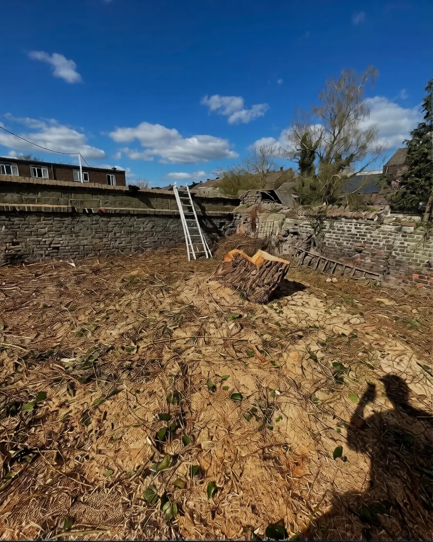 Abattage sécurisé par l'équipe Clear Up en Wallonie
